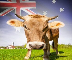 International investors get taste for Aussie beef