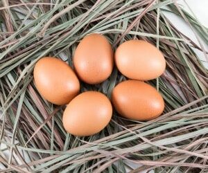 Caged eggs the new coal for ethical fund