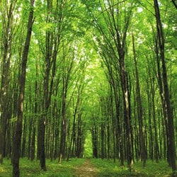 CFSGAM set to measure ESG impact on portfolios