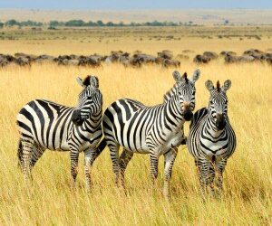 Investec expands its senior team