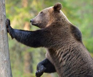 BetaShares launches new product